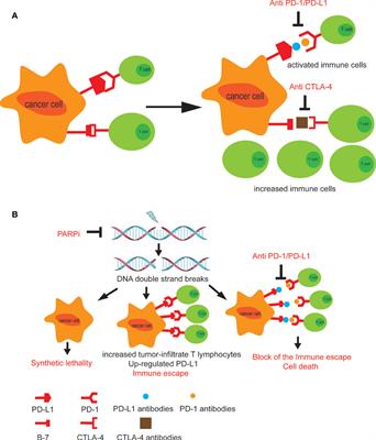 Novel Combination Therapies for the Treatment of Bladder Cancer